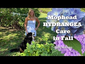 Mophead Hydrangea Care in Fall - Kelly Lehman
