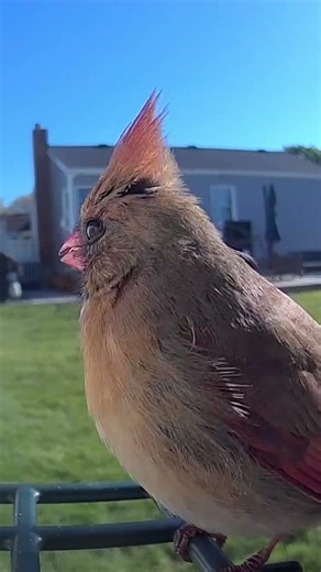 Ruby the Cardinal’s Crest Mode Activated! 🔥🐦 #Shorts