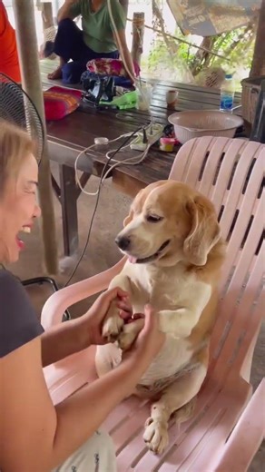 You can sit too!🤣🤣 #dog #doglover #dogowner #beagle #ahorts