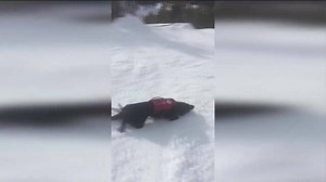 There's nothing quite like unwinding after a hard day's work — even for our four-legged friends. An avalanche rescue dog was caught on video letting off steam by hitting the slopes at Heavenly ski resort in South Lake Tahoe. Truckee, a 5-year-old black Labrador Retriever, is seen gleefully wagging his tail and rolling in the snow as he glides about 200 feet down the mountain. Read KTLA's full story here: http://on.ktla.com/J09Oi | KTLA 5 News