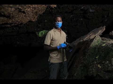 Predation on fruit bats at Python Cave filmed by Bosco Atukwatse and VSPT Kyambura Lion Project.