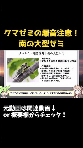 【ずんだもん生物解説#75】爆音で鳴く理由が衝撃！クマゼミはなぜあんなにうるさいのか？【セミの進化雑学】