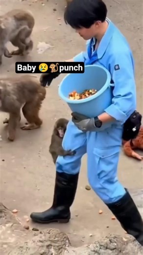 japan🐒 zoo punch#puch #monkeyvideo #viralvideo #youtubeshorts