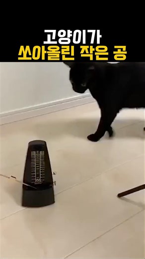 고양이가 쏘아올린 작은 공ㄷㄷ