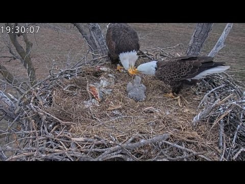 Kansas Eagles 3-17-26. Precious Family Sleepover; Tandem Feeding Fun; The Pantry Stays Stocked!