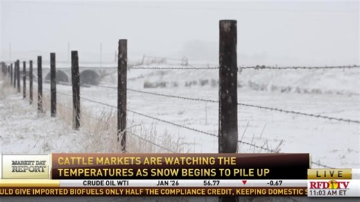 Cattle Sector Monitors Forecast as Frigid Temperatures Spread Nationwide