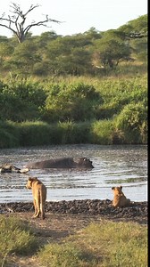 What a scenery! 🤯 When you see the difference in size between a lion and a hippo, you would not think that lions are able to put Hippos down. What a power and strength lions have is unbelievable. 😯 Follow me Sightings by Phil for daily wildlife clips. 🙏 #lions #lionsofafrica #africansafari #africanwildlife #serengeti #hippopotamus #serengetinationalpark | Sightings by Phil