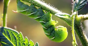 What Do Hornworms Eat? They're Nuts About Nightshades