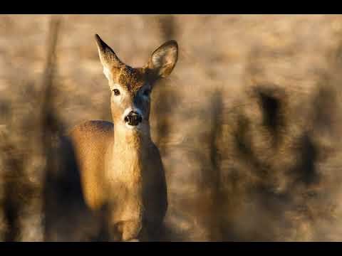 Whitetail Deer Doe Bleat - Soft Doe Bleat - Sound Only