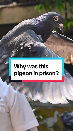 Could this pigeon be a spy? #itv #itvnews #china #india #mumbai #bird #pigeon