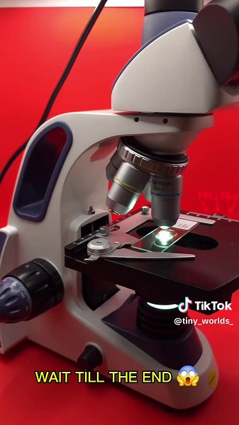 Neurons under the microscope 🫢 #microscopechallenge #microscope #microscopetiktok #microscopetiktok