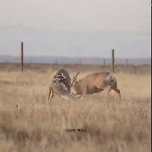 3.5M views · 71K reactions | FIGHT!!! Two big bucks go at it in a serious battle. Dust and fur flying action with some incredible audio if you can listen with the sound on. | Good Bull Outdoors | Facebook