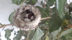 HUMMINGBIRD BABY HATCHES!!!!! I am pleased to introduce our newest little hummingbird baby… HOLLY! She was named Holly as she was laid by Bella on Christmas Day! Watch on Bella's LIVE webcam as we await her brother/sister to hatch!! www.bellahummingbird.com Please feel free to share. | Bella Hummingbird Webcam