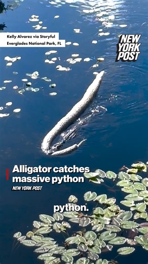 Visitors to Florida’s Everglades National Park were stunned to see an alligator swimming with its catch. | New York Post