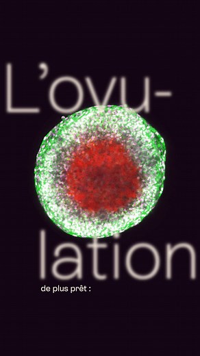 ✨ Zoom sur l’un des moments les plus magiques de votre cycle : l’ovulation. Pour la première fois, des chercheurs ont pu observer ce phénomène en temps réel. Les images impressionnantes que vous voyez ici ont été captées en laboratoire, sur un ovocyte de souris arrivé à maturité (Institut Max Planck). On appelle ce moment le “pic ovulatoire” : Il marque le milieu du cycle menstruel et correspond à la fenêtre de fertilité maximale. À ce stade, les hormones jouent une véritable symphonie : - Les œ