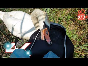 Angry swan attacks my bag - Hissing Swan Family 4K video 073