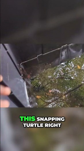 Snapping Turtle's HUGE Upgrade Apple's New Home!