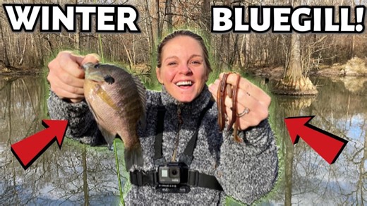 Winter bluegill smackdown at backwoods creek with live bait