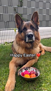 German Shepherd does an Easter Egg Hunt - Music by Jeff Kaale | Strider The German Shepherd