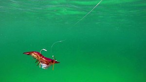 How Lures Swim: Live Target Shrimp