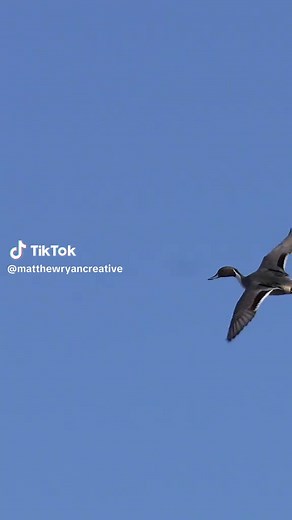 Pintail Drake - Majestic Waterfowl Display