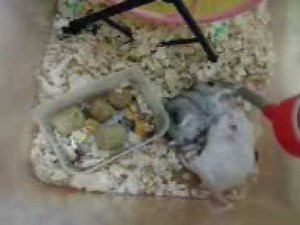 dwarf hamster vs mouse fighting!!