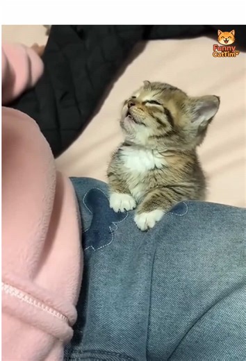 Funny Cats Sleeping: Adorable Moments Caught on Camera