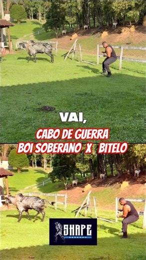 Bitelo x Boi Soberano do Chucrão, esse boi que tem próximo de meia tonelada contra o Bitelo