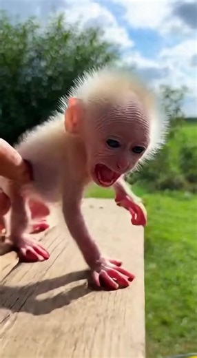 Baby monkey having fun on a trampoline #monkey #funnymonkey #babymonkey