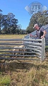 69K views · 1.3K reactions | My go to humane method of slaughtering . . . . #meat #lamb #slaughtering #butcher #farmbutchering #notvegan #jarrydthebutcher #boltgun #food #educational | Jarryd The Butcher | Facebook