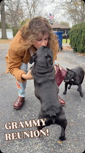 247K views · 13K reactions | DOUBLE surprise!!  #dogs #frenchbulldog #frenchie Frenchie dogs reuniting with owners Chicago dog airport reunion | Oatie Meal | Facebook