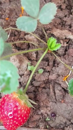Satisfying Strawberry Harvesting In Home Garden 🍓 | Wait Till End !! #shorts #youtubeshorts #farming