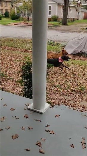 Dogs Joy Running on Elm St Arlington TX August 11 2023