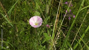 Southern Urals, flowering field bindweed (Convolvulus arvensis) in the field.
