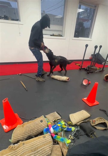 What you see in this video is not aggression. It is protection training with obedience and control. A protection dog does not just learn to bite. It learns when to act, when to stop, and when to obey, even under pressure. Each exercise is designed to develop confidence, clarity, and correct response, not impulsiveness. 👉🏻 This work involves: •solid obedience •reading the situation •emotional control •response under real stimuli Responsible protection begins with balance. Without obedience, the