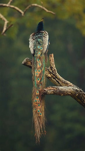 4.1M views · 146K reactions | A fleeting gesture in the rhythm of the wild. Captured by #NikonCreator Anirudh Vidyabhushan (@anirudh__vidyabhushan) Shot on Nikon Z 9. For information on products, offers and more, visit https://www.nikon.co.in/ #NikonIndia #Nikon #WildlifePhotography | Nikon | Facebook