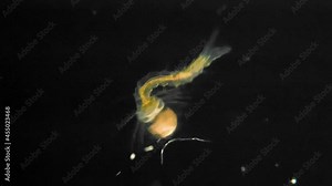 Anopheles mosquito larva under a microscope. Mosquitoes can act as vectors for many disease causing viruses and parasites
