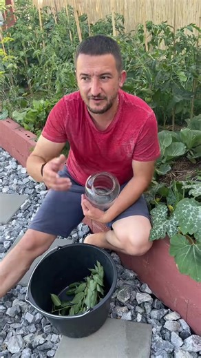 Ai cules castraveții? #dnp_agriculture TikTok