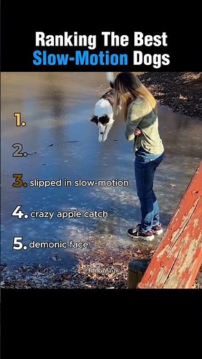 Top 5 Slow-Motion Dog Moments You NEED to See 🐶💨😍