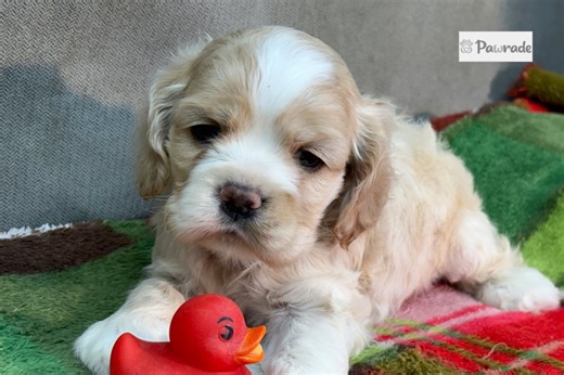 Kayla - Cocker Spaniel Puppy 40023C