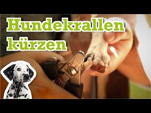 Hundekrallen kürzen - was tun wenn der Hund zu lange Krallen hat?