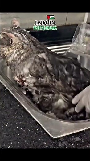 حتى الحيوانات لم تسلم في غزة