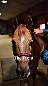 76 reactions · 3 comments | Front, back, side, or top — our horses...