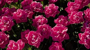 Beautiful Double Tulips Pink Petals Grow Stock Footage Video (100% Royalty-free) 1092210503 | Shutterstock