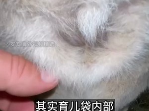 袋鼠育儿袋里面，到底长什么样？