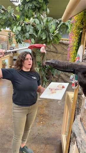 Feeding our handsome dragon prince 👑 Gilly the marvelous black dragon 🐉 lizard knight!