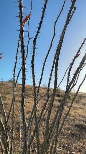Ocotillo in bloom now. #ocotillo #desert #cactus #happy #spring #naturelove #hiking