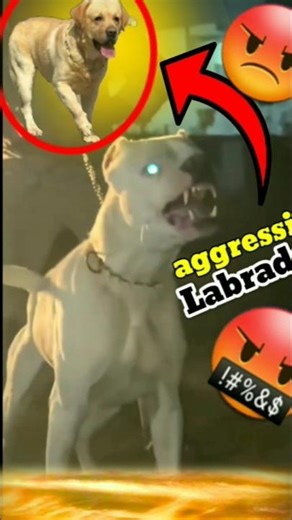 Aggressive Labrador 😤 #hulkdogkennel #minivlog