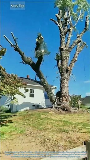 Präzises Fällen! Technik des kontrollierten Fallens mittels Seilen