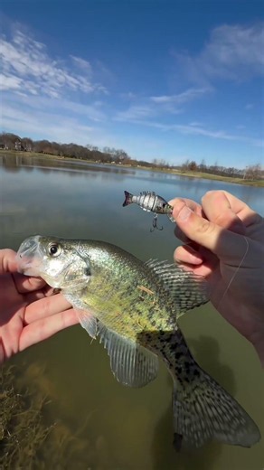 Tiny Lure vs Giant Crappie! 😱 Unexpected Catch 🎣